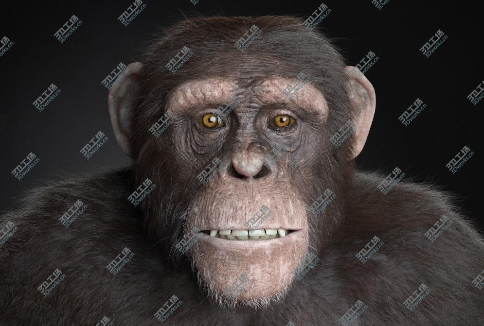 images/goods_img/20210113/Chimpanzee - realistic/4.jpg